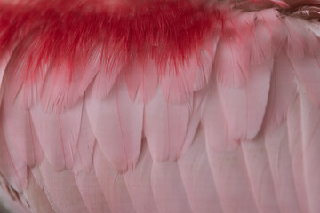Plumage spatule