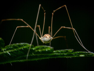 Rear view of the abdomen and delicate legs of a Daddy long-legs - obrazy, fototapety, plakaty
