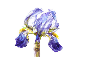 Cute iris in a soft lilac color isolated on a white background. Watercolors, colored pencils. The poster. Illustration. Print. Banner. Postcard. Wallpaper.