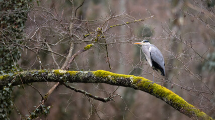 H&eacute;ron cendr&eacute;