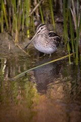Bécassine des marais