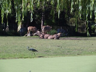 Antilopen im Dortmunder Zoo, Deutschland