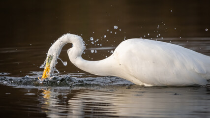 Grande aigrette