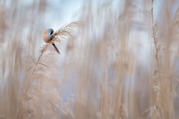 Panure &agrave; moustache