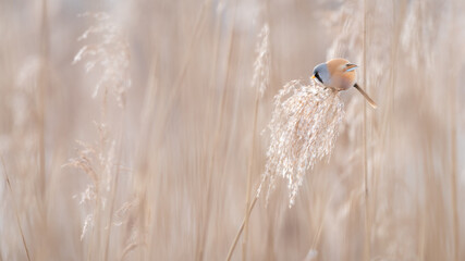 Panure &agrave; moustache