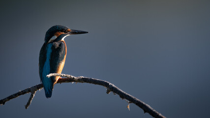 Kingfisher