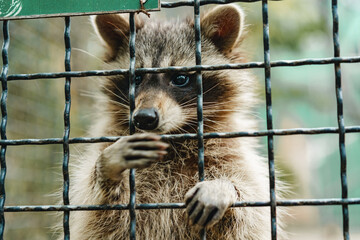 Little racoon sitting in a cage in the zoo - obrazy, fototapety, plakaty