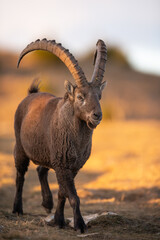 Ibex