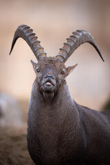 Ibex