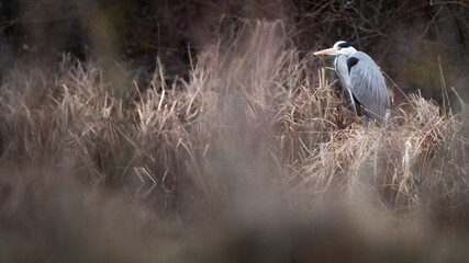 Heron