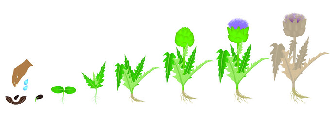 Cycle of growth of artichoke plant on a white background.