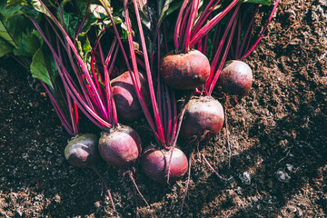 Fresh beets. Harvest fresh organic beet on the ground.