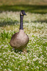 Single canada goose walking through field of blooming clover