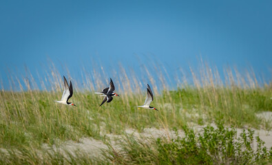 Small flock of black skimmers fly over the nesting dunes on Wrights Beach