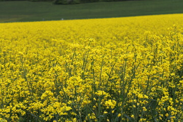 Obraz premium Rapeseed field