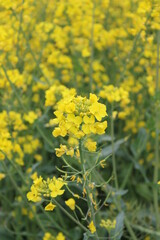 Yellow rapeseed