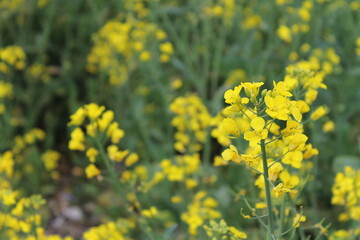 Rapeseed Close-up