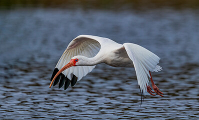 White ibis flies over the pond at the rookery - obrazy, fototapety, plakaty