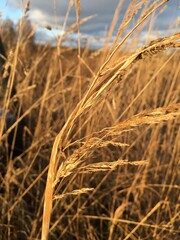 Fototapeta premium field of wheat
