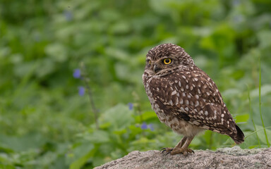 Burrowing owl portrait in front of violet flowers