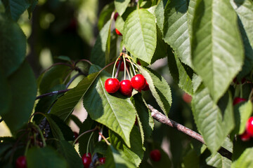 red cherries on a tree