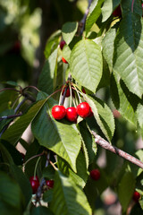 red cherries on a tree