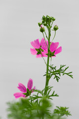 A back view of pink flowers of a Musk Mallow with a white wall in the background