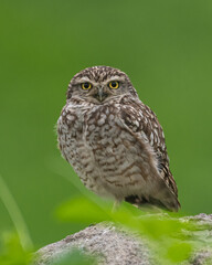 Burrowing owl front portrait with bokeh
