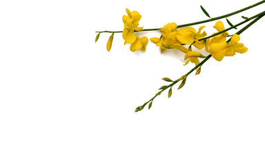yellow broom flowers isolated on white background, with copy space, for greeting card and label