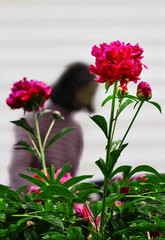 pink peony  flowers in the backyard