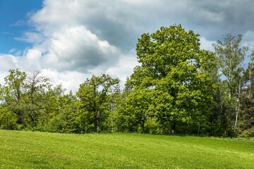 Fototapeta na wymiar A large oak tree on the edge of a green field. Agricultural landscape in the Czech Republic. Green oak.