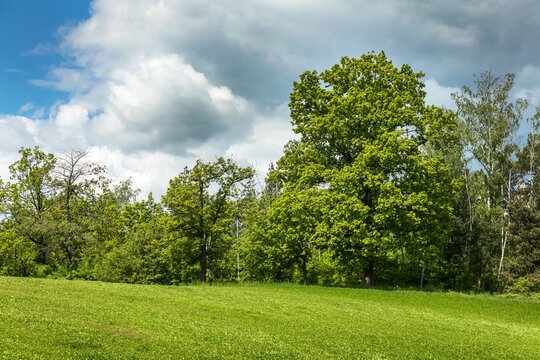 A large oak tree on the edge of a green field. Agricultural landscape in the Czech Republic. Green oak.