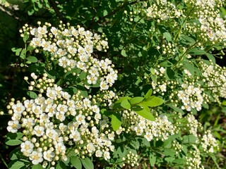 A natural wall of white flowers and green leaves. Texture. Background. Wallpaper.