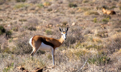 Springbok isolated in the Karoo National Park in South Africa