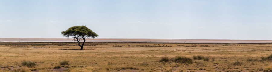 panorama of etosha nationalpark  landscape with lone tree in front of etosha pan and grassland