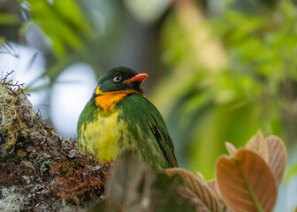 Endemic Masked fruiteater on a branch
