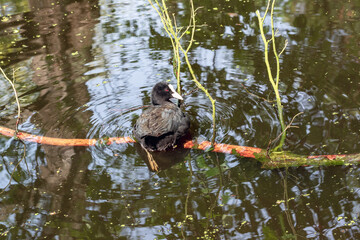 A coot is resting on a fallen branch in a pond.
