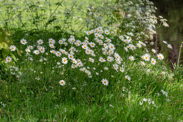 The well-known chamomile, without which it is difficult to imagine meadows.