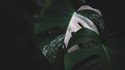 Green leaves in dark tones on a black background.Tropical green leaves Ideas for websites, banner and wallpaper. - obrazy, fototapety, plakaty