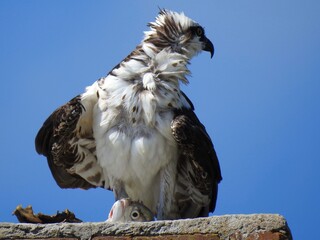 Osprey in Florida