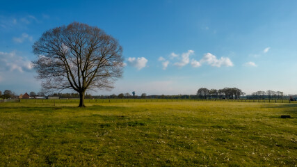 Fototapeta na wymiar Silhouette of a single tree without leaves on a green meadow in spring with a partly clouded sky above. High quality photo