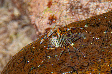 Striped Harlequin Shrimp or Bumble Bee Shrimp underwater scuba diving photos