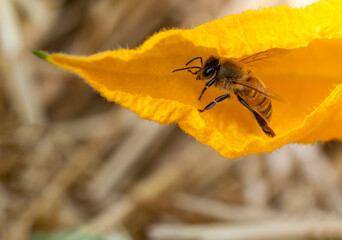 Honey bee looking for nectar inside the flower of a courgette plant