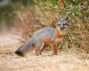 Close up side view of the rare Santa Cruz Island fox.