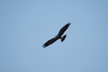 snail kite searching for prey