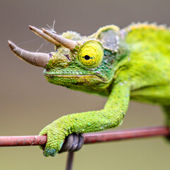 Green chameleon walking along a fence. 
