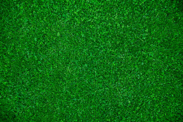 Fototapeta na wymiar green mown lawn, bluegrass with clover, top view