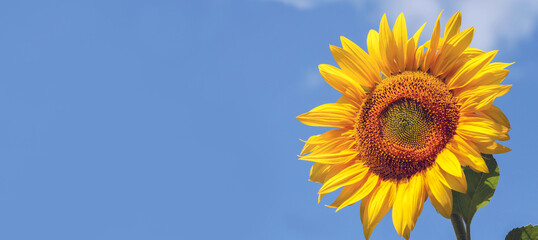 A close-up of a sunflower against a blue sky. Close-up, side view, cropped image, plenty of free space for text on the left. Summer concept.