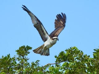 Osprey in Florida