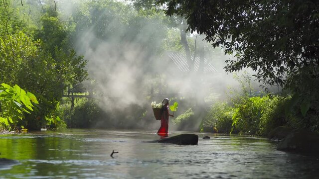 Karen tribe old woman with traditional dress carrying flowers basket walking on stream lake with green jungle forest. Nature landscape. People lifestyle.
